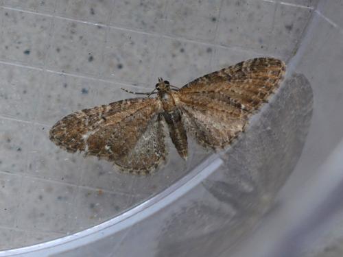 Réf. 342 396 : Eupithecia vulgata